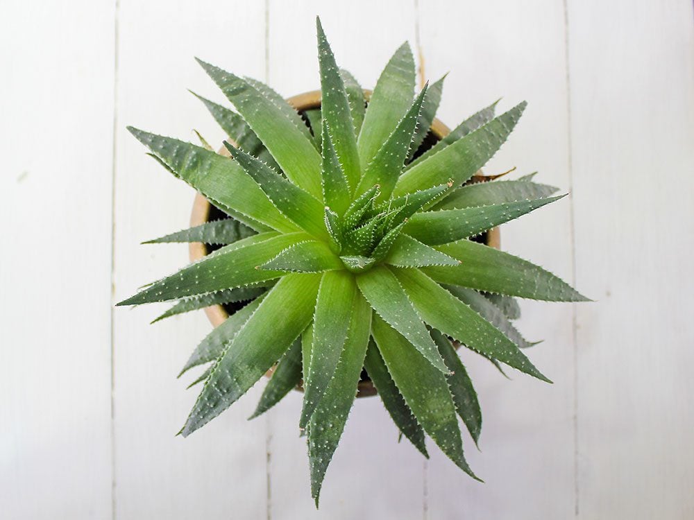 Does Aloe Vera Plant Bloom - how often do aloe vera plants bloom