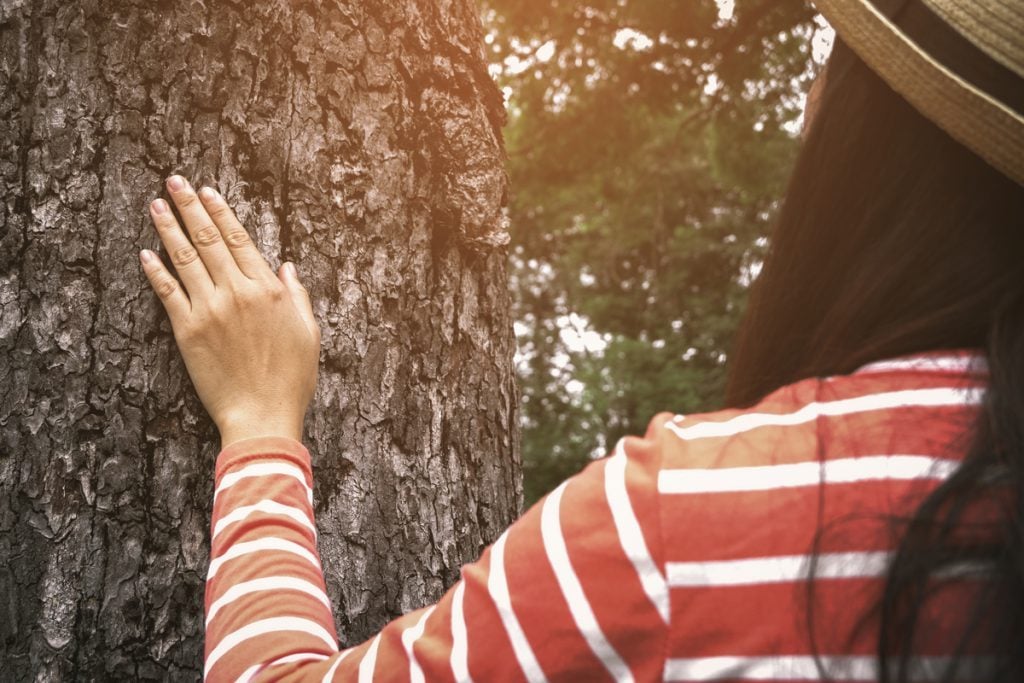 Forest bathing что это