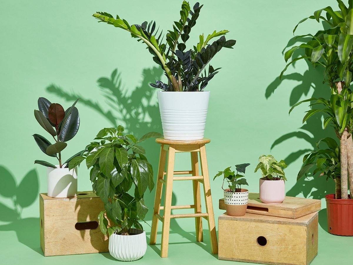 the-best-house-plants-according-to-science-best-health