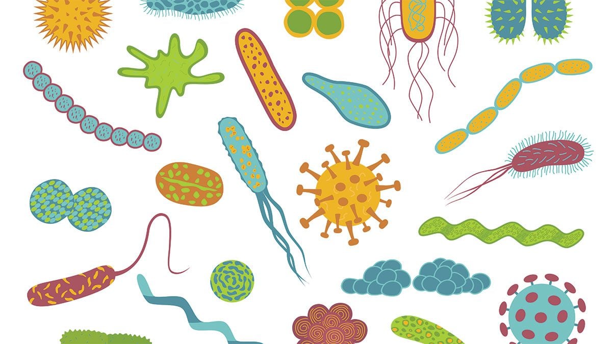 About Probiotics: Everything You Know About Probiotics Might Be Wrong