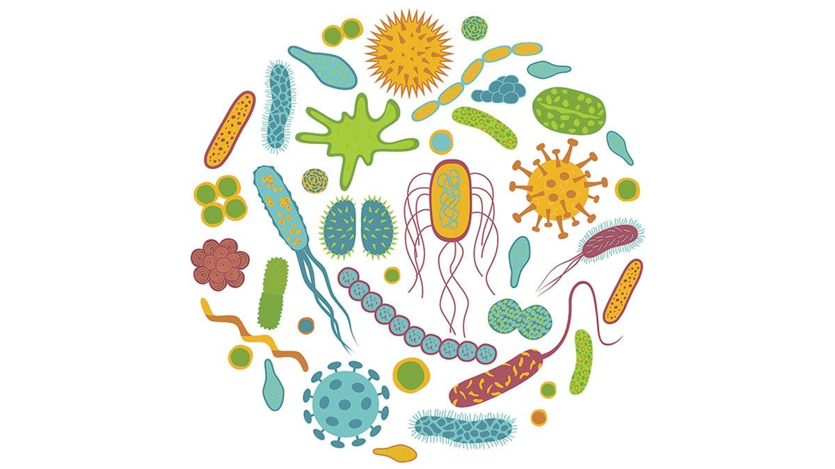 About Probiotics: Everything You Know About Probiotics Might Be Wrong